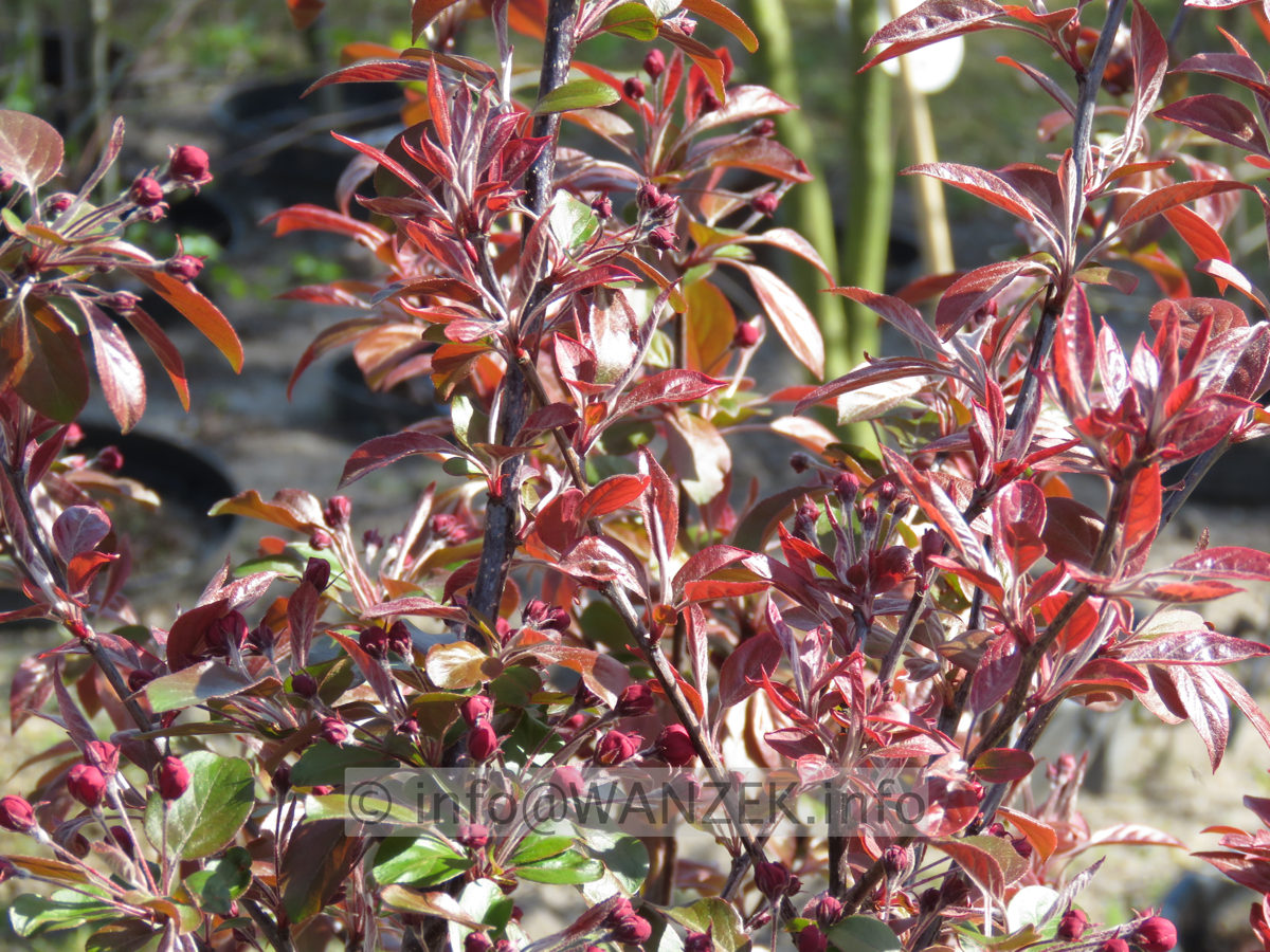 Malus Rudolph 06 Austrieb und knospige Bluete.JPG